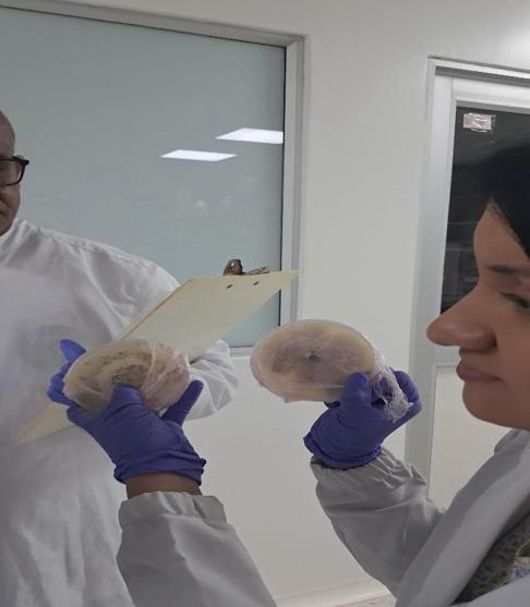 Persona con guantes de nitrilo sosteniendo dos cajas de Petri selladas con película plástica, mientras otra persona con bata sostiene una tabla con planilla para toma de datos